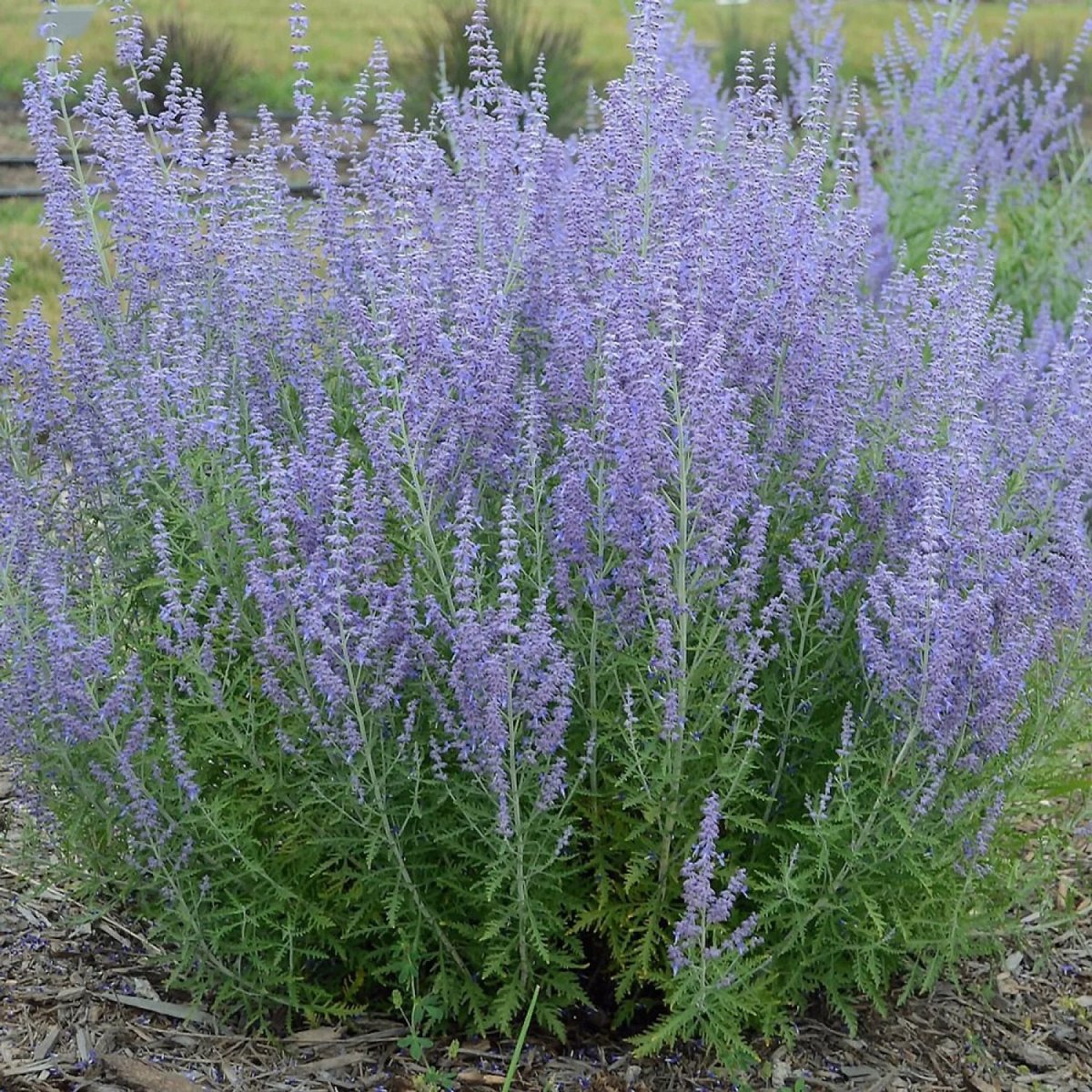 Jelena Russian Sage - LandscapeDirect