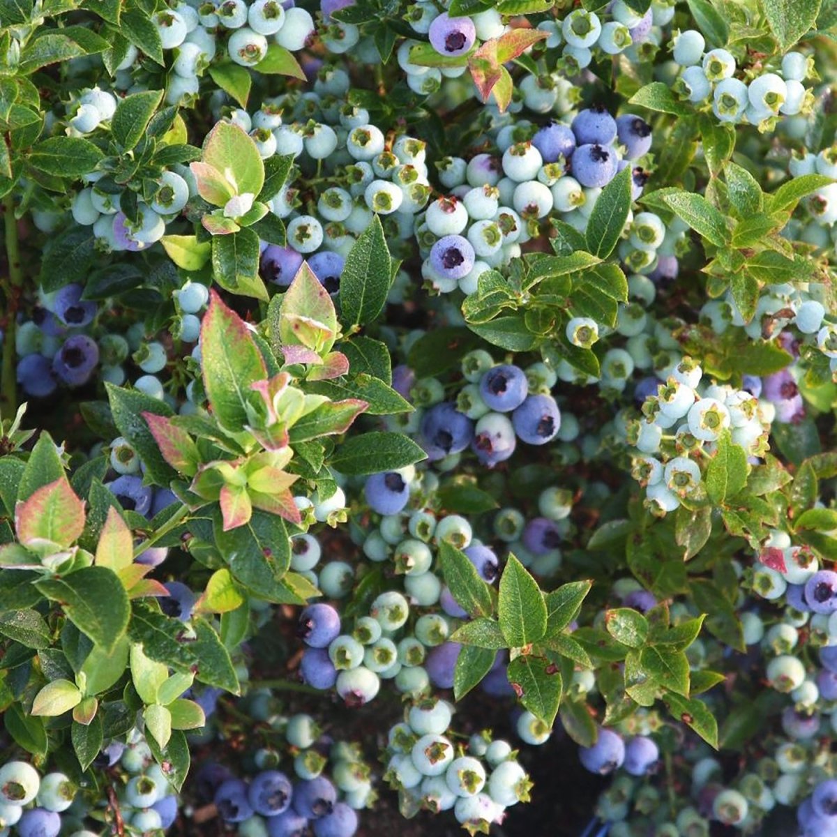 Jelly Bean Blueberry - LandscapeDirect