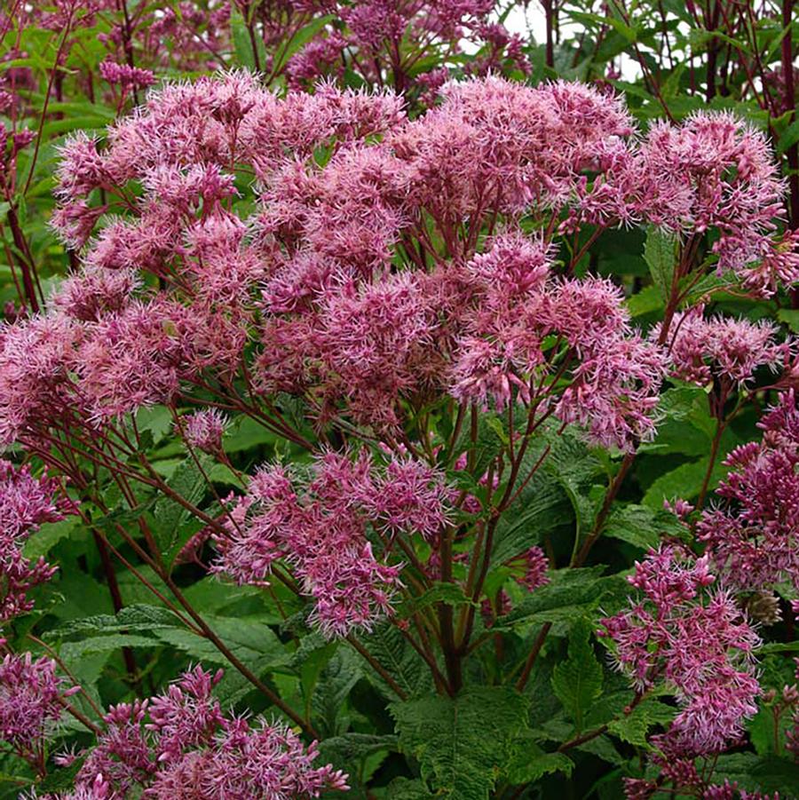 Joe - Pye Weed - LandscapeDirect