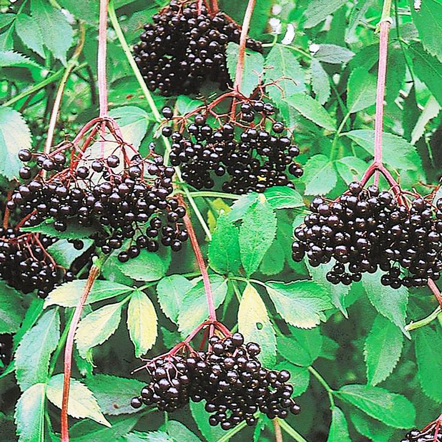 Johns Elderberry - LandscapeDirect
