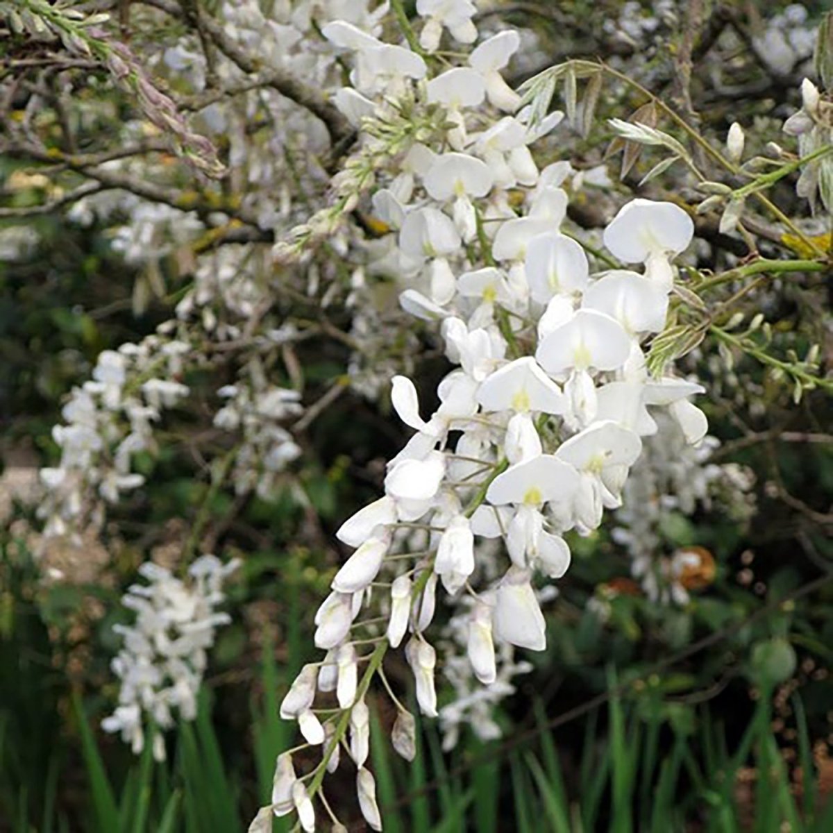 Kapiteyn Fuji Wisteria - LandscapeDirect