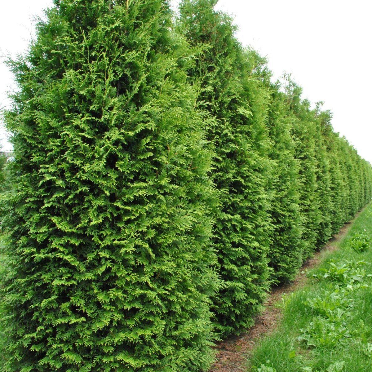 King of Brabant Arborvitae - LandscapeDirect