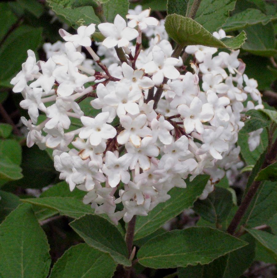 Korean Spice Viburnum - LandscapeDirect