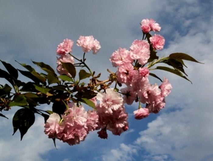 Kwanzan Japanese Cherry - LandscapeDirect