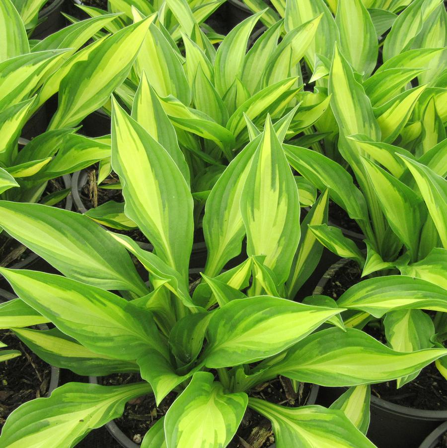 Lakeside Little Tuft Hosta - LandscapeDirect
