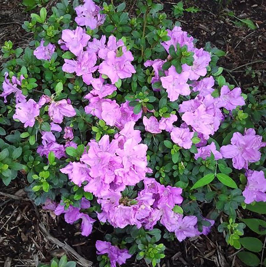 Lilac Lights Azalea - LandscapeDirect