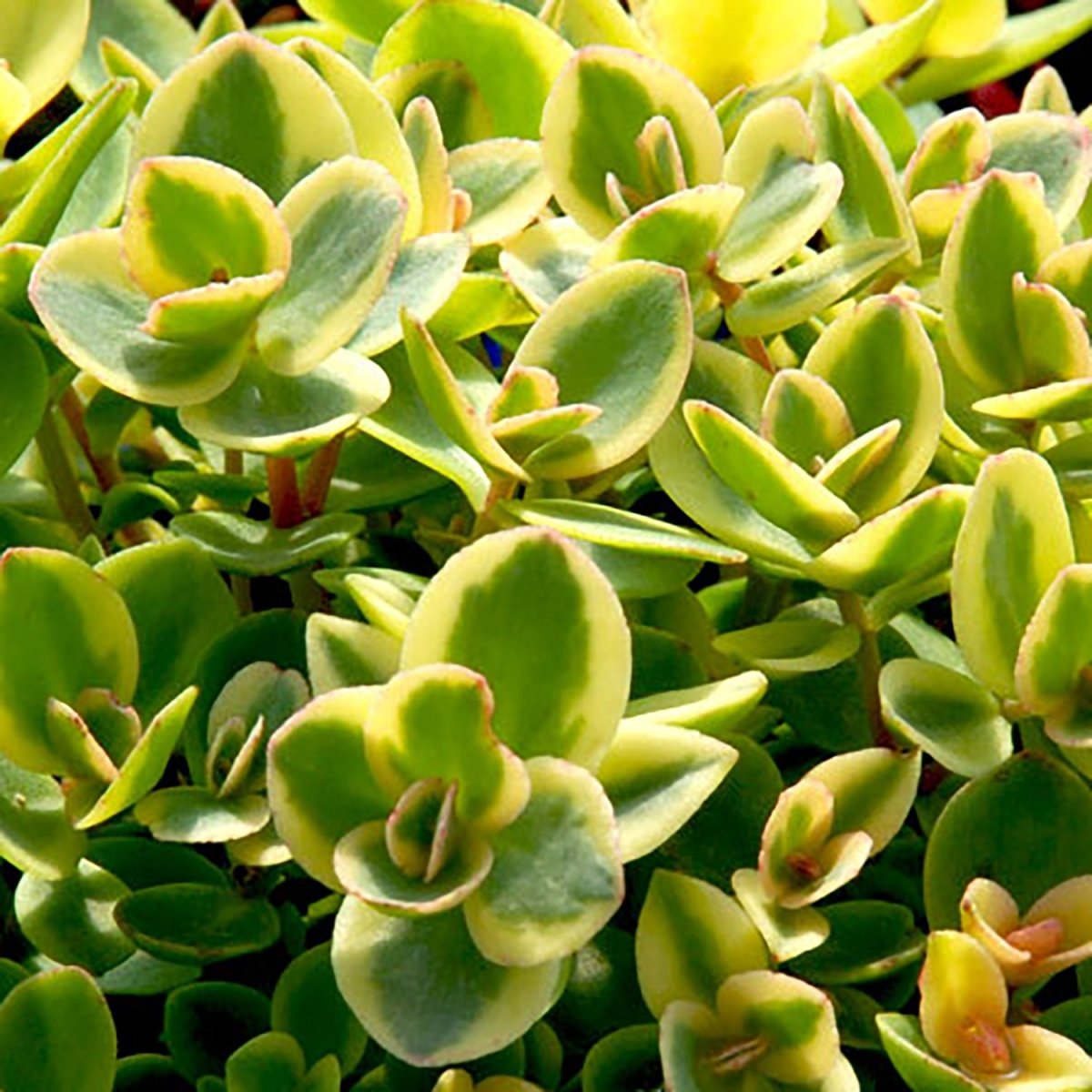 Lime Twister Stonecrop - LandscapeDirect
