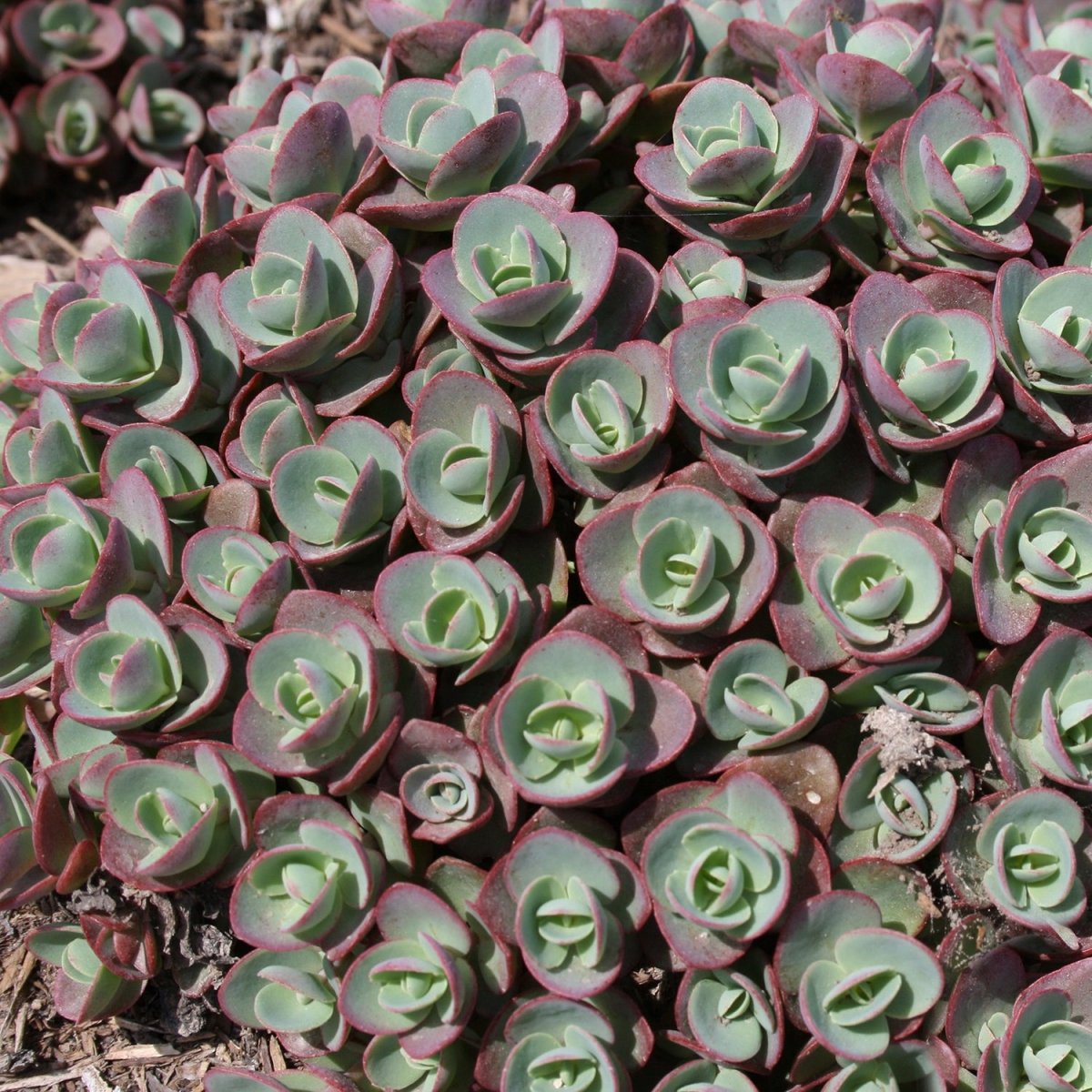 Lime Zinger Stonecrop - LandscapeDirect
