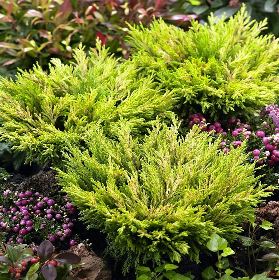 Limeglow Creeping Juniper - LandscapeDirect