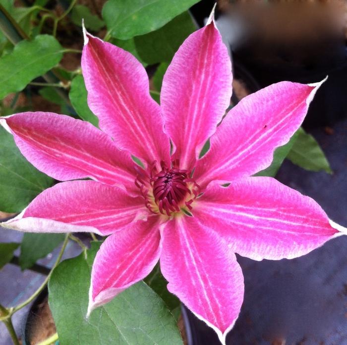 Lincoln Star Clematis - LandscapeDirect
