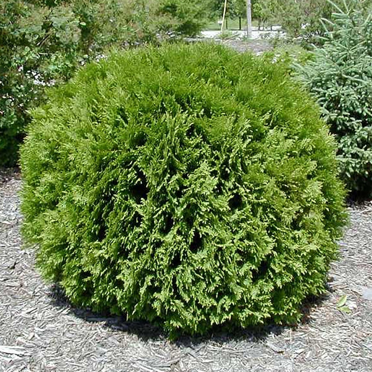 Little Giant Arborvitae - LandscapeDirect