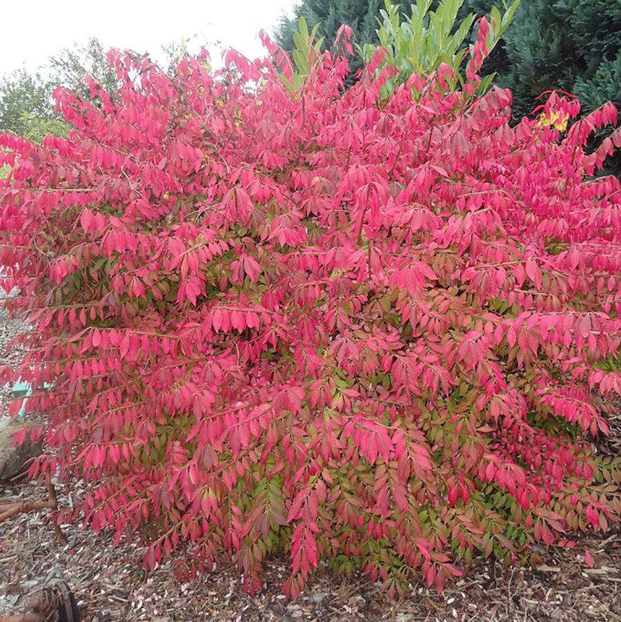 Little Moses Burning Bush - LandscapeDirect