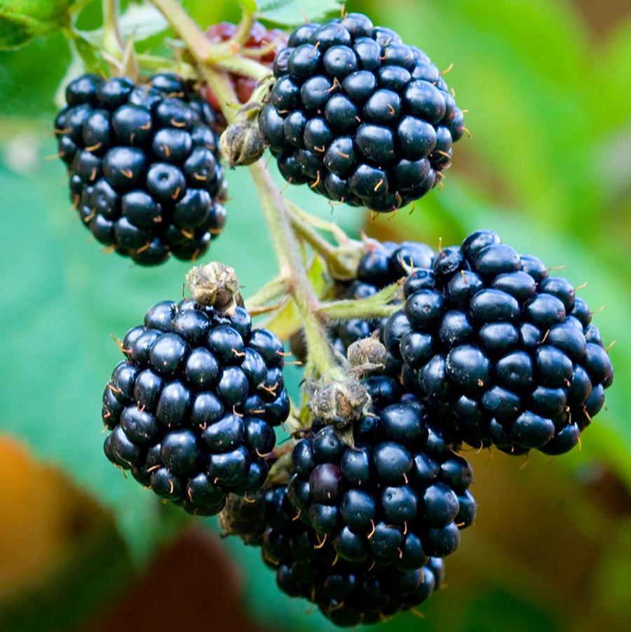 Loch Ness Blackberry - LandscapeDirect