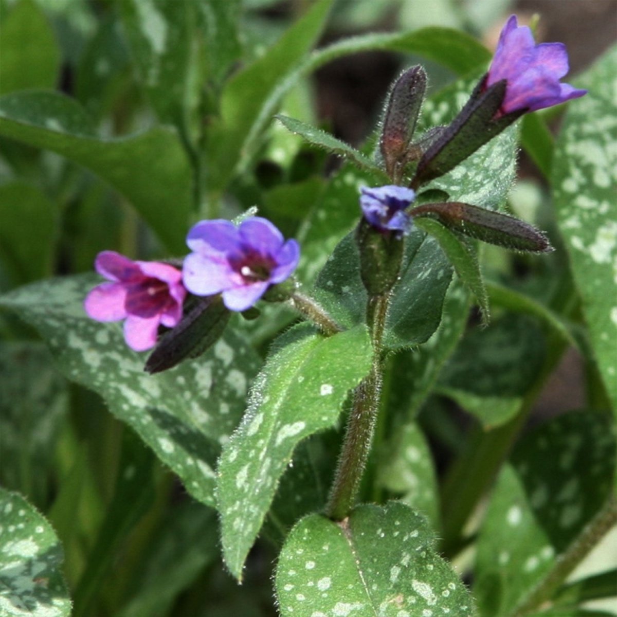 Majeste Lungwort - LandscapeDirect