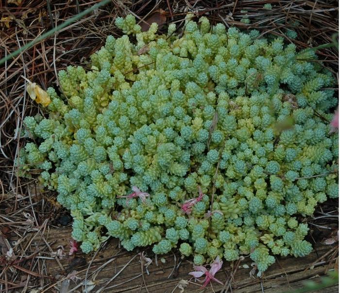 Major Stonecrop - LandscapeDirect