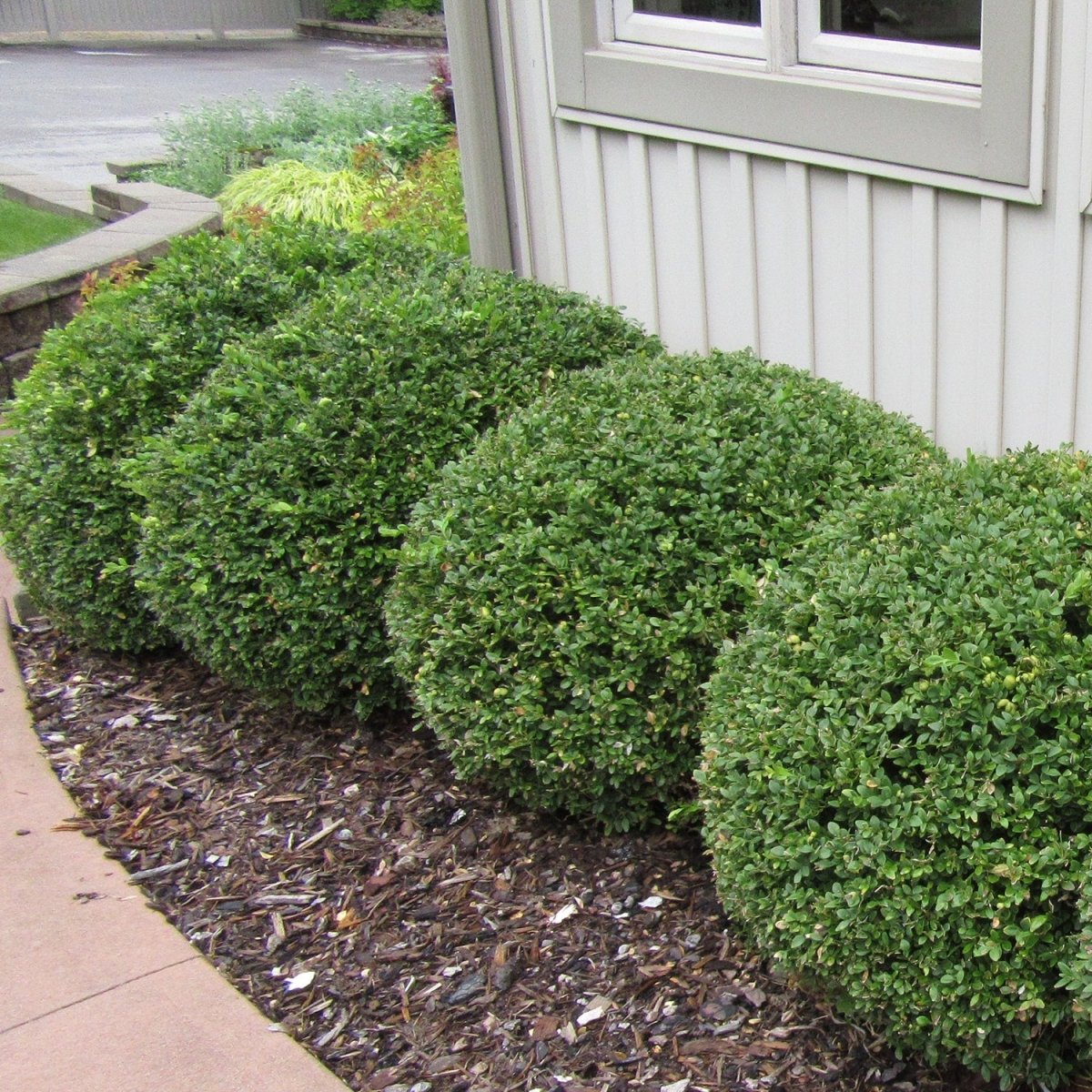 Mature Green Mountain Boxwood - LandscapeDirect