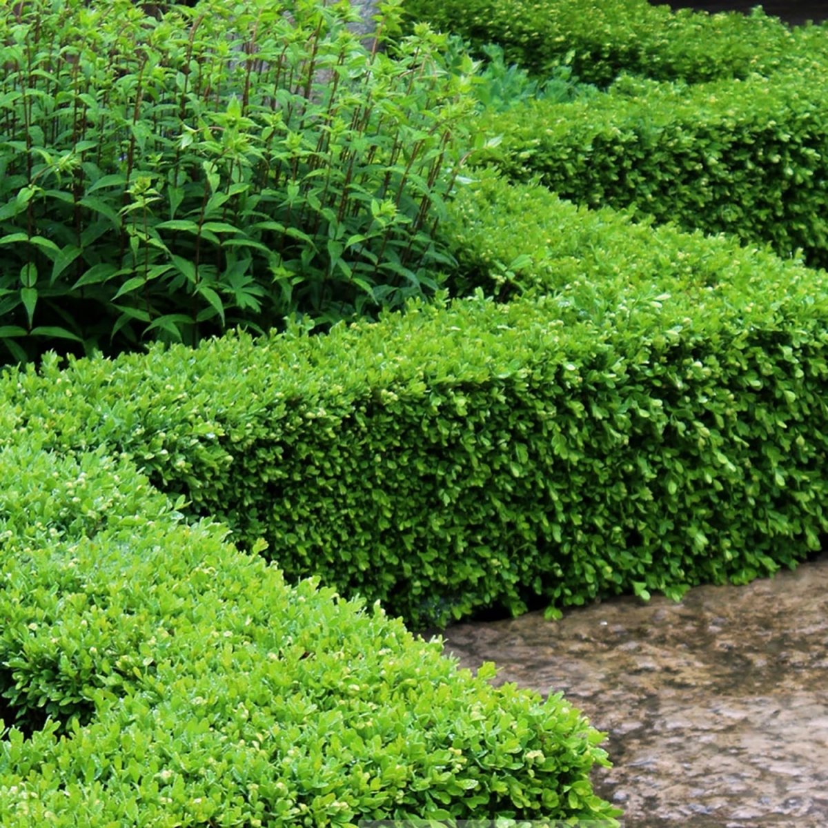 Mature Green Velvet Boxwood - LandscapeDirect