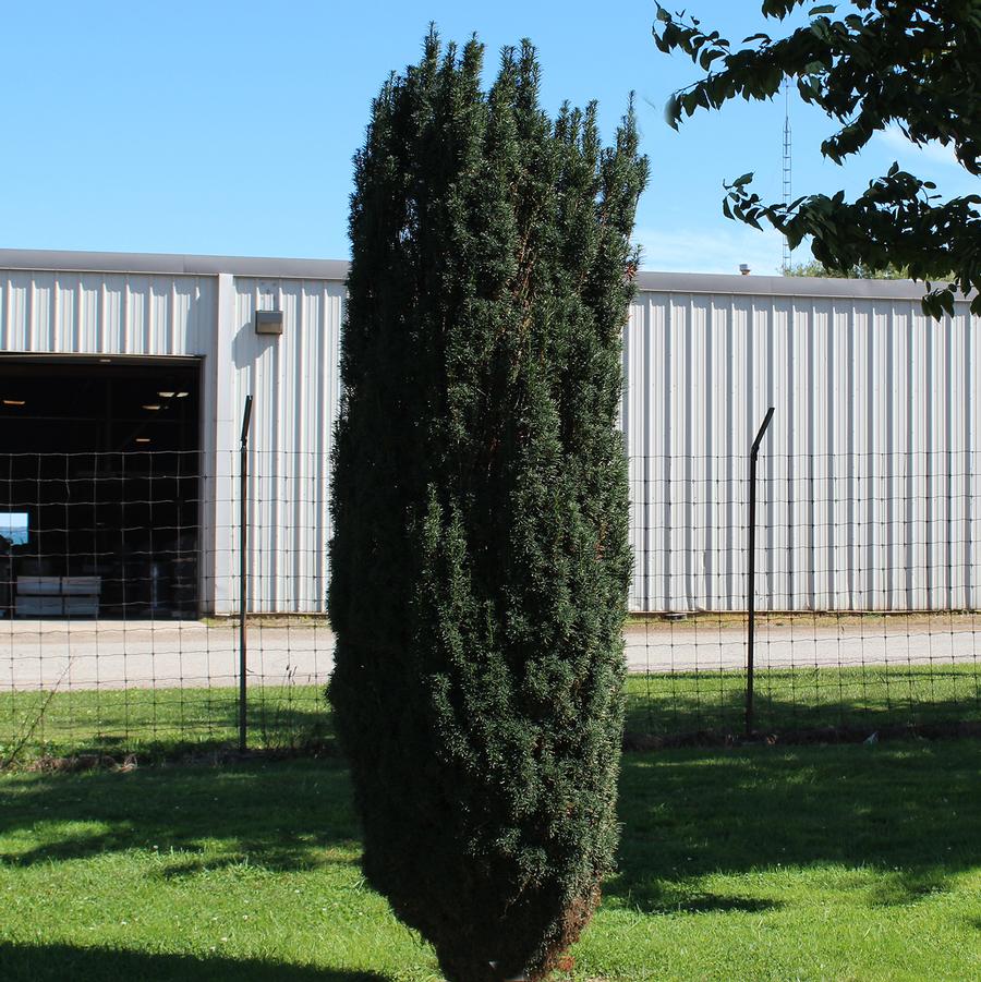 Maureen Hybrid Yew - LandscapeDirect