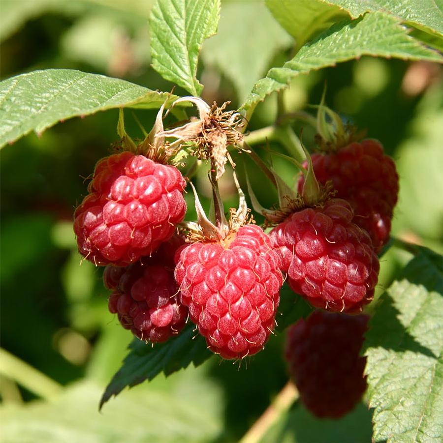 Meeker Raspberry - LandscapeDirect