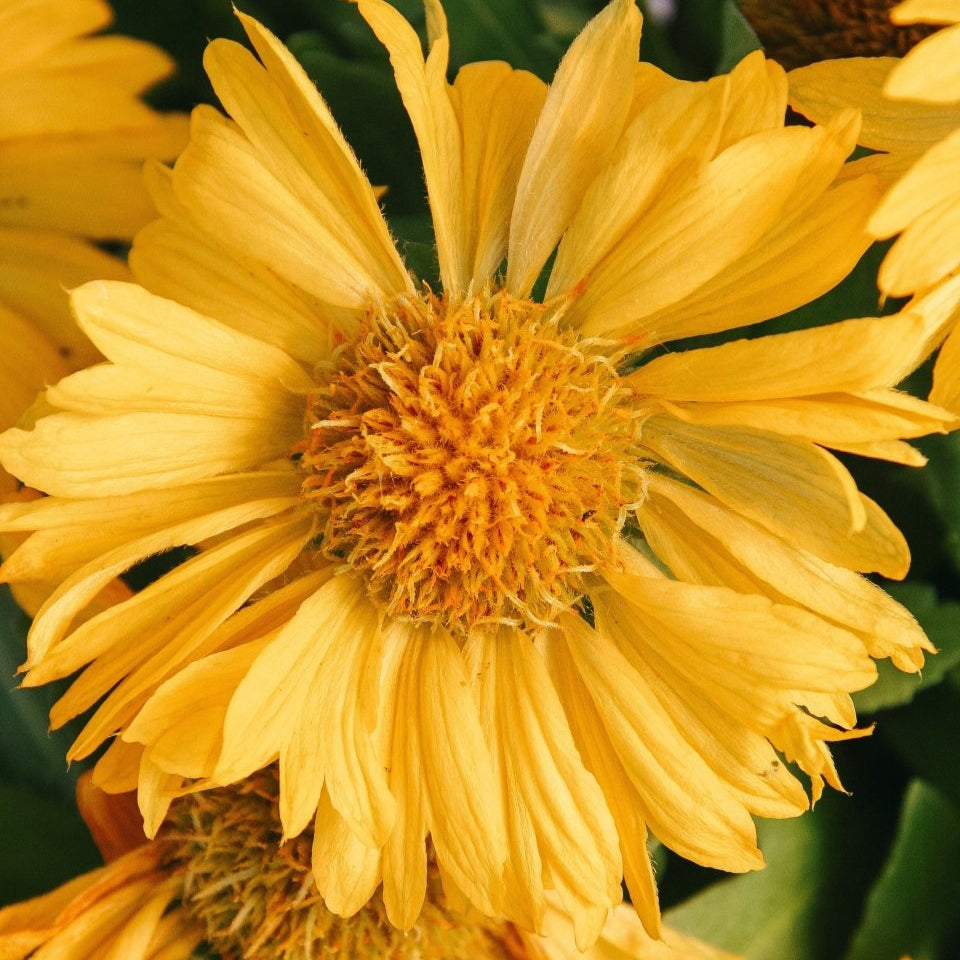 Mesa Yellow Blanket Flower - LandscapeDirect