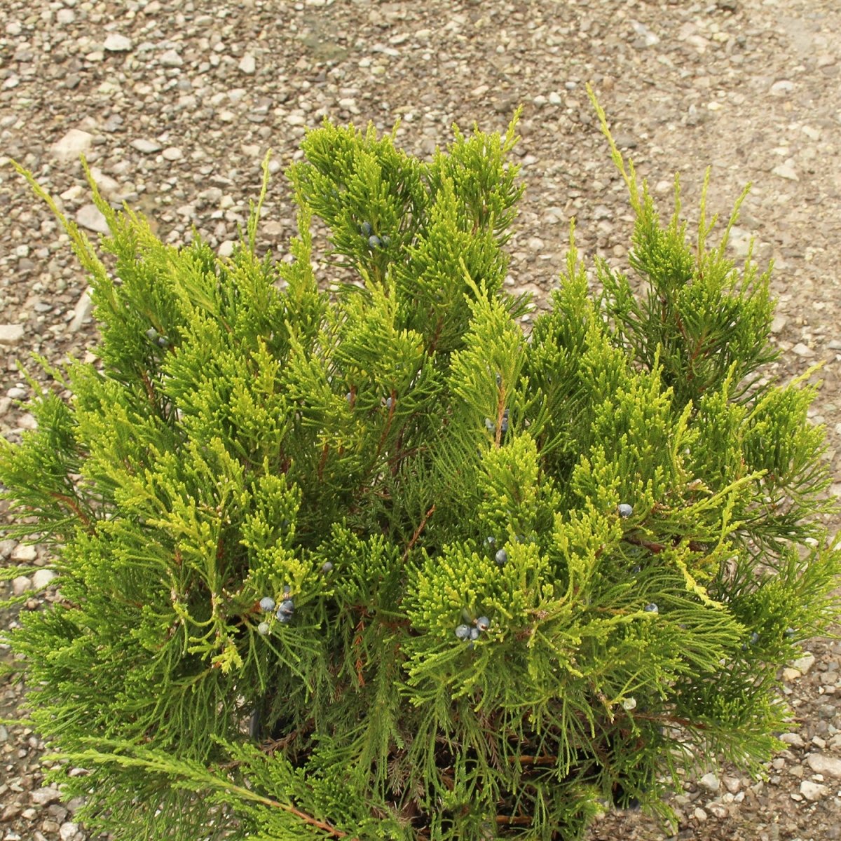 Mint Julep Juniper - LandscapeDirect