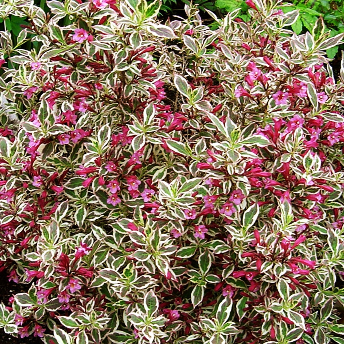 My Monet Weigela - LandscapeDirect