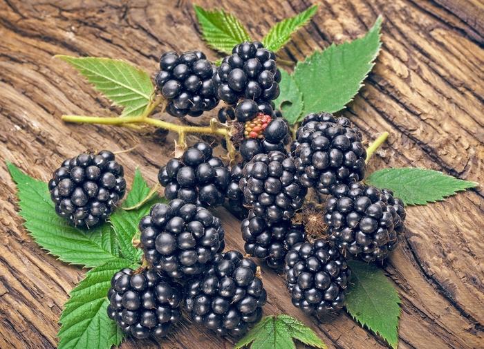 Navaho Blackberry - LandscapeDirect