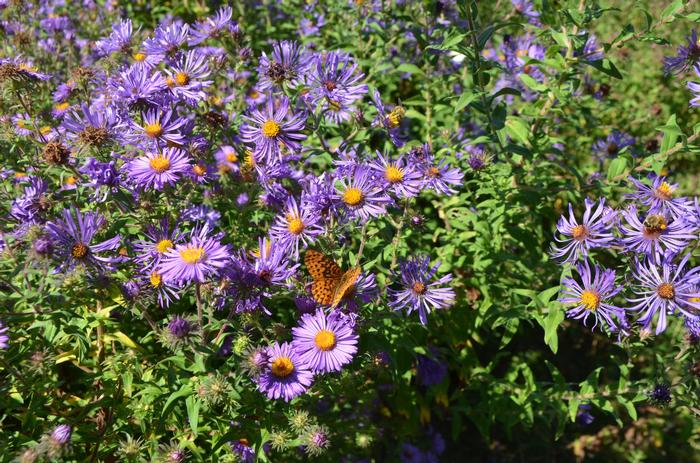 New England Aster - LandscapeDirect