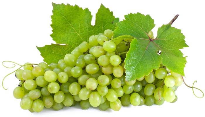 Niagara White Grape - LandscapeDirect