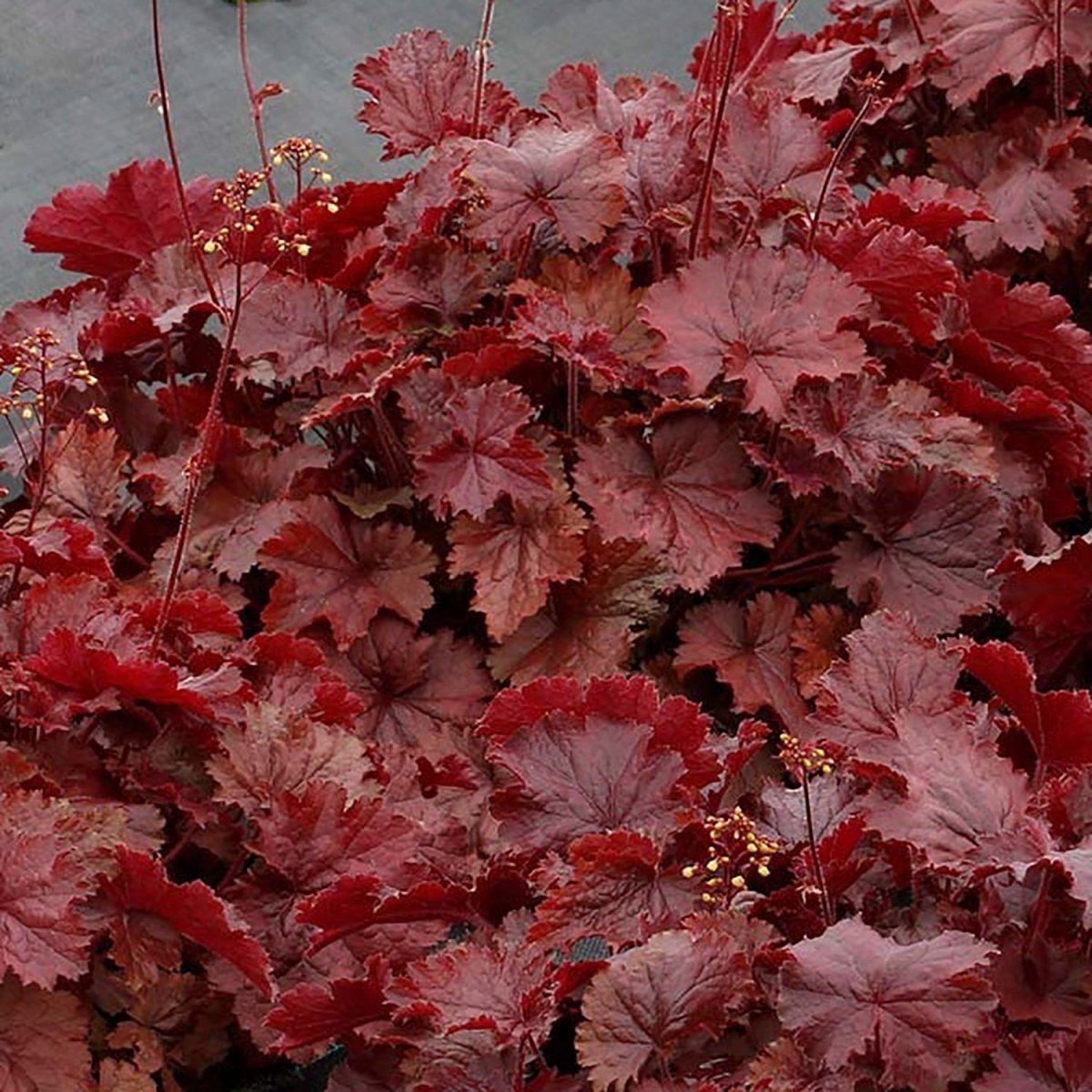 Northern Exposure Red Coral Bells - LandscapeDirect