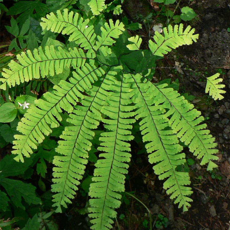 Northern Maidenhair Fern - LandscapeDirect