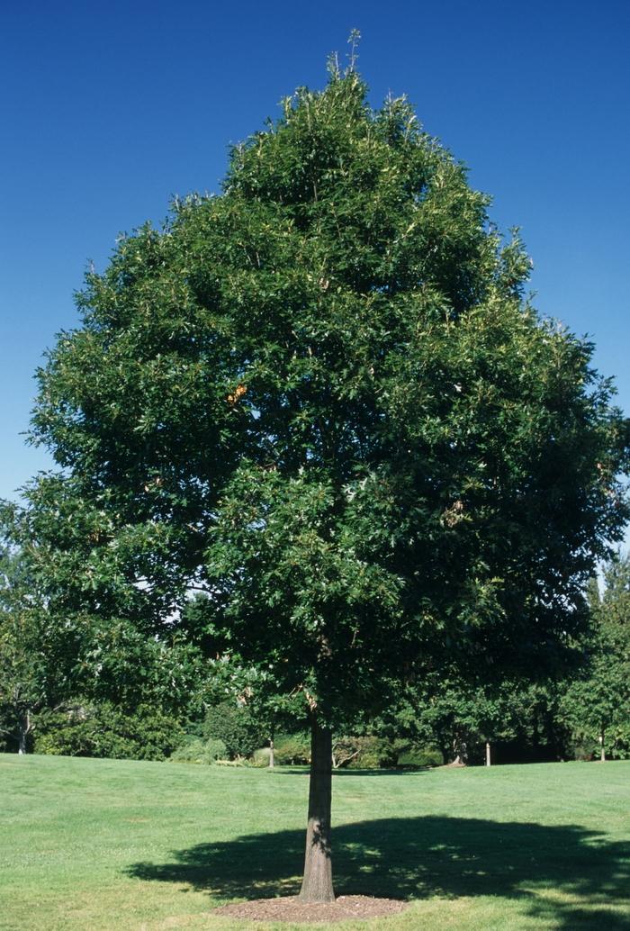 Northern Red Oak - LandscapeDirect