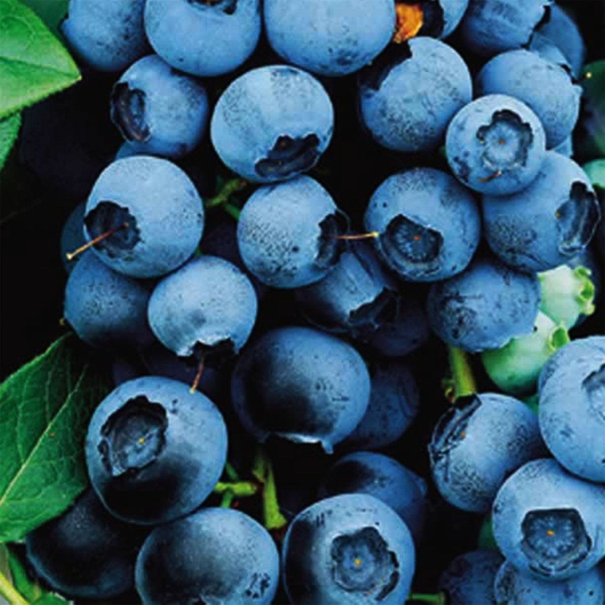 Northland Blueberry - LandscapeDirect