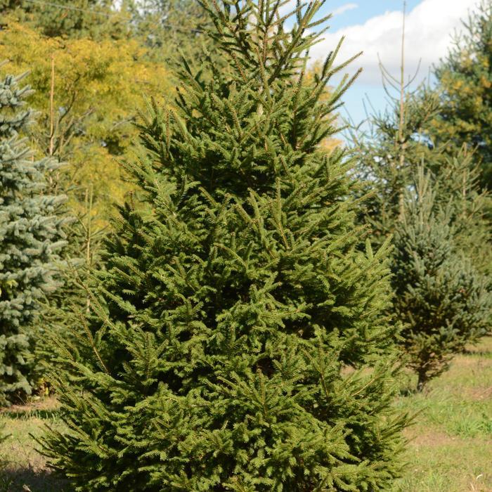 Norway Spruce - LandscapeDirect