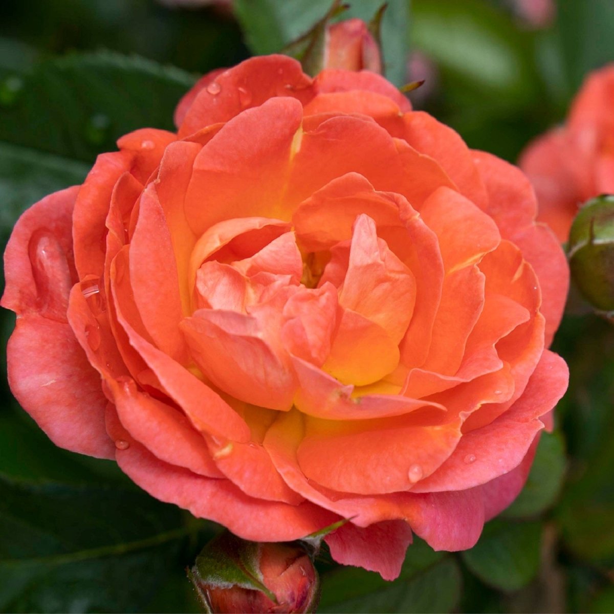 Orange Glow Knock Out Rose - LandscapeDirect