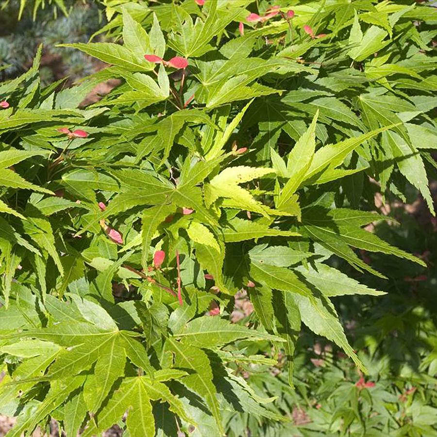 Osakazuki Japanese Maple - LandscapeDirect