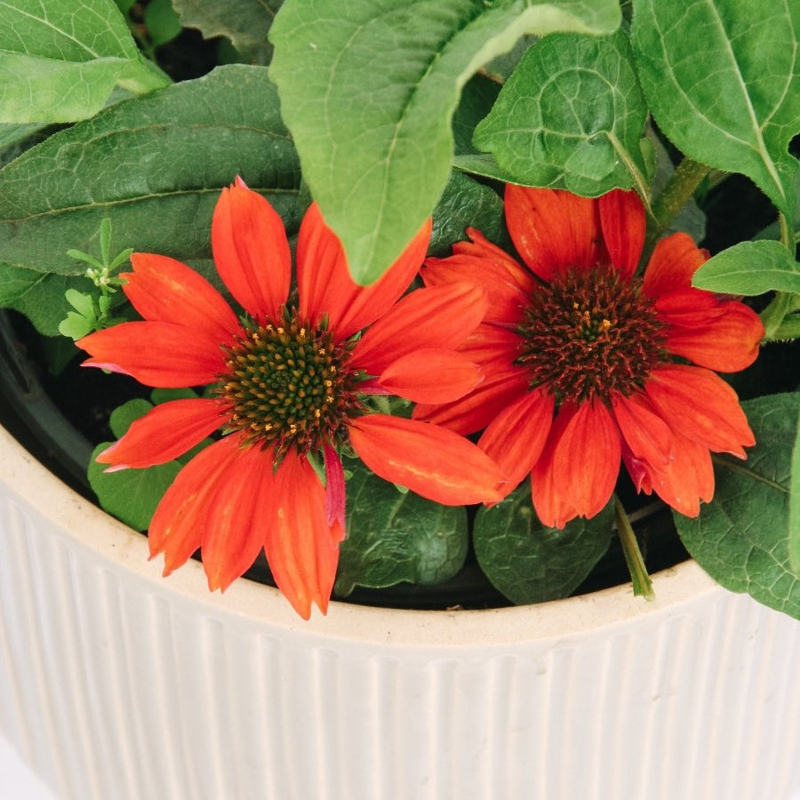 Panama Red Coneflower - LandscapeDirect