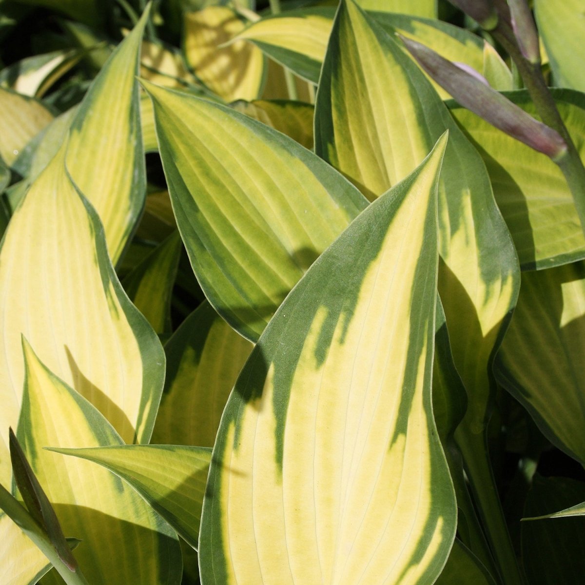 Paul's Glory Hosta - LandscapeDirect