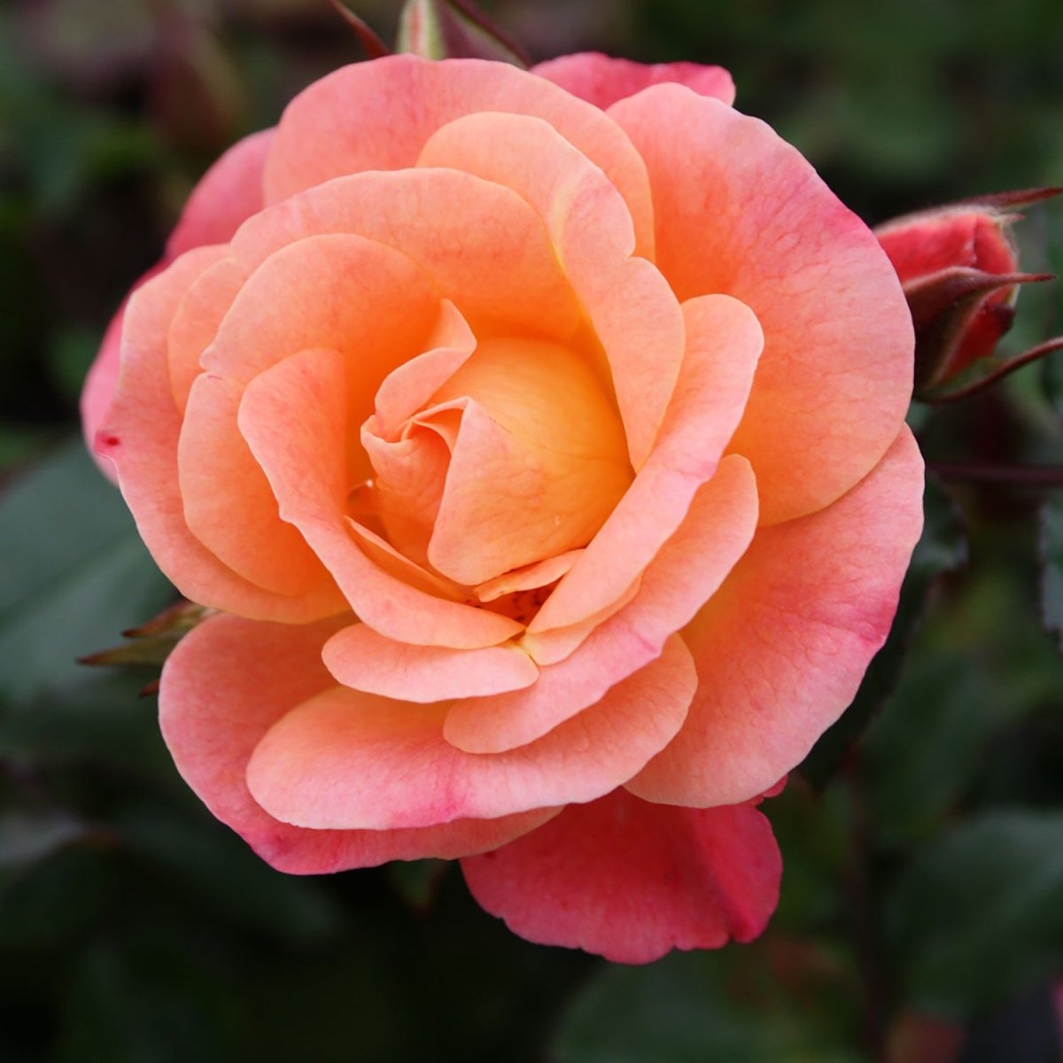 Peach Drift Rose - LandscapeDirect