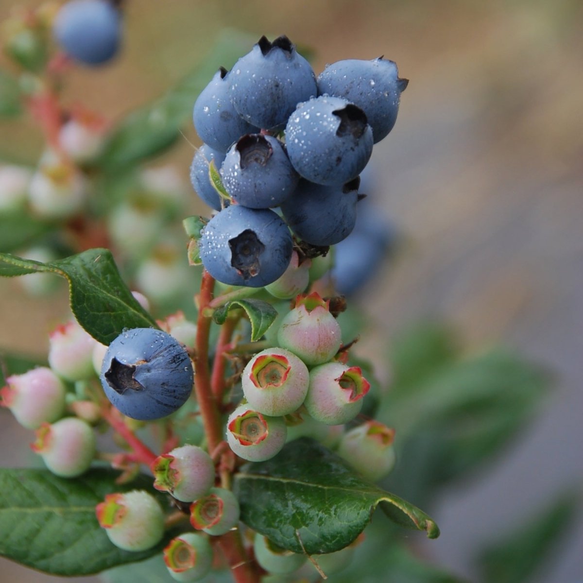 Perpetua Blueberry - LandscapeDirect