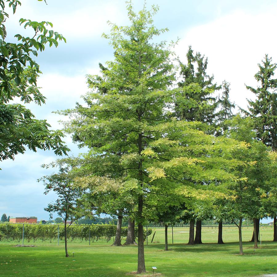 Pin Oak - LandscapeDirect