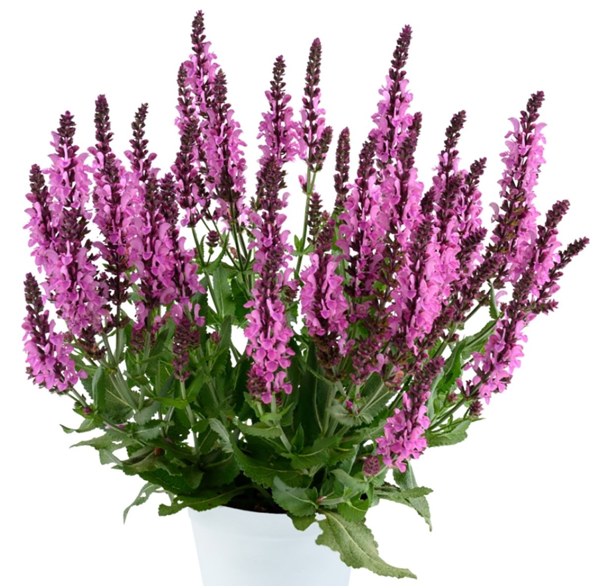 Pink Nebula Meadow Sage - LandscapeDirect