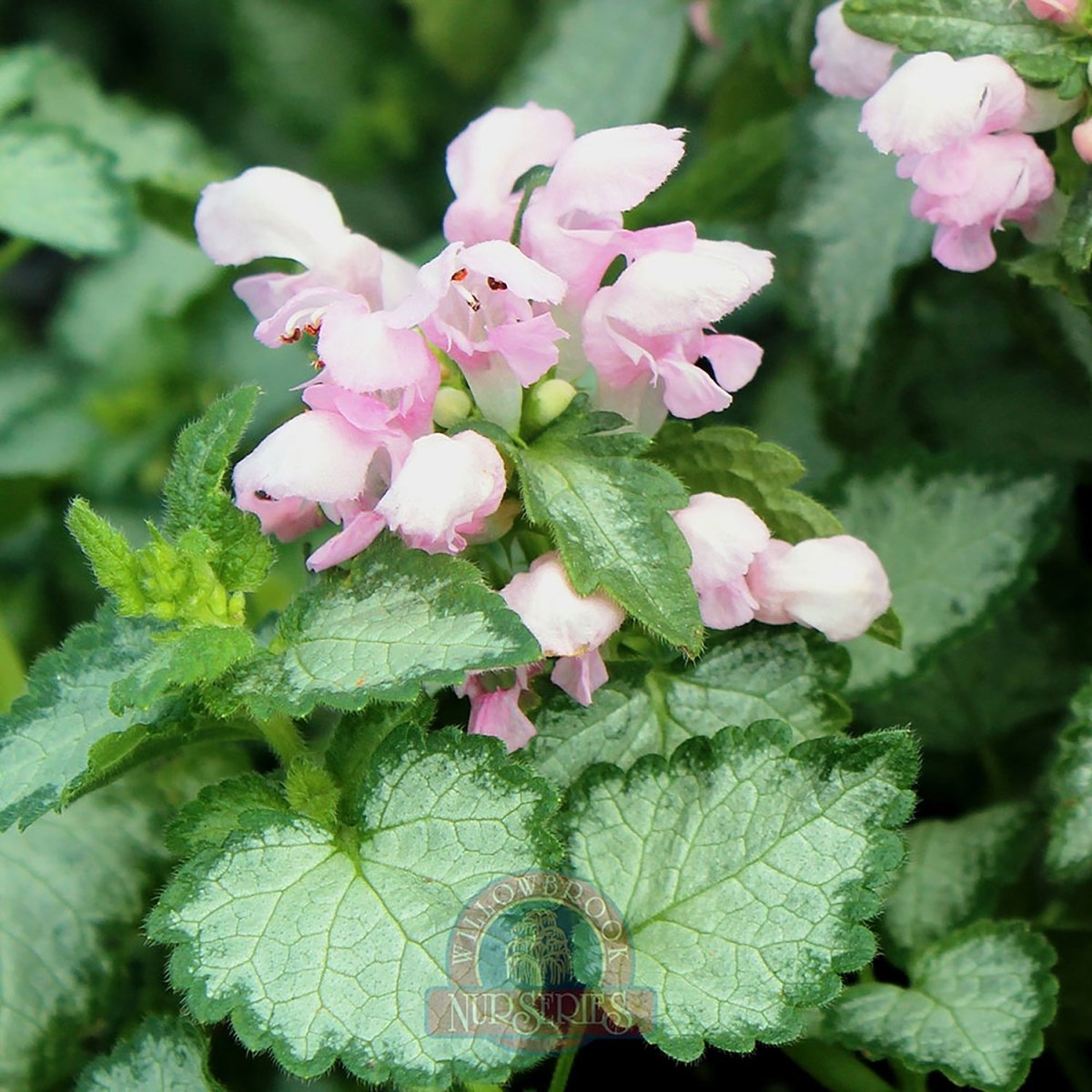 Pink Pewter Spotted Dead Nettle - LandscapeDirect