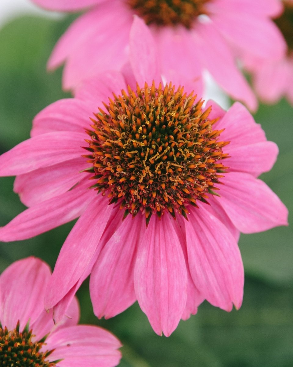 PowWow Wild Berry Coneflower - LandscapeDirect