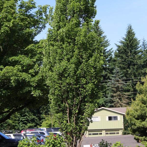 Prairie Sentinel Hackberry - LandscapeDirect