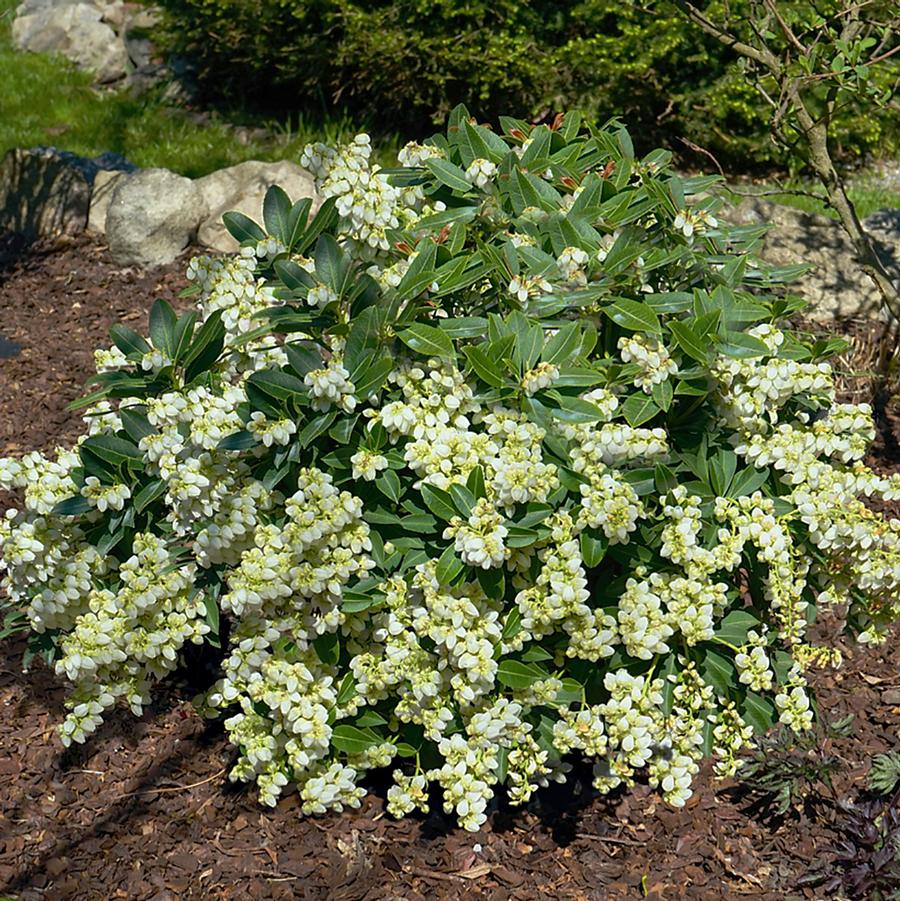 Prelude Japanese Pieris - LandscapeDirect