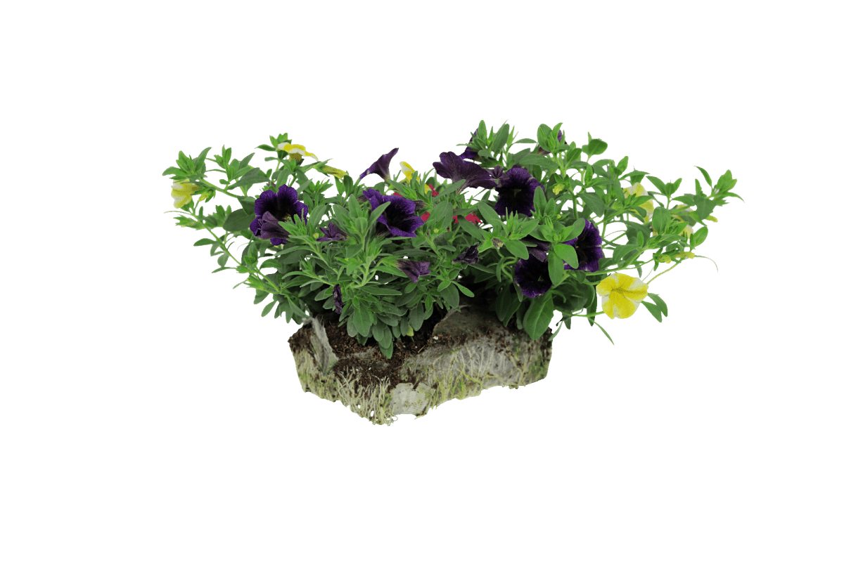 Prime Time Combo - Super Pack - LandscapeDirect