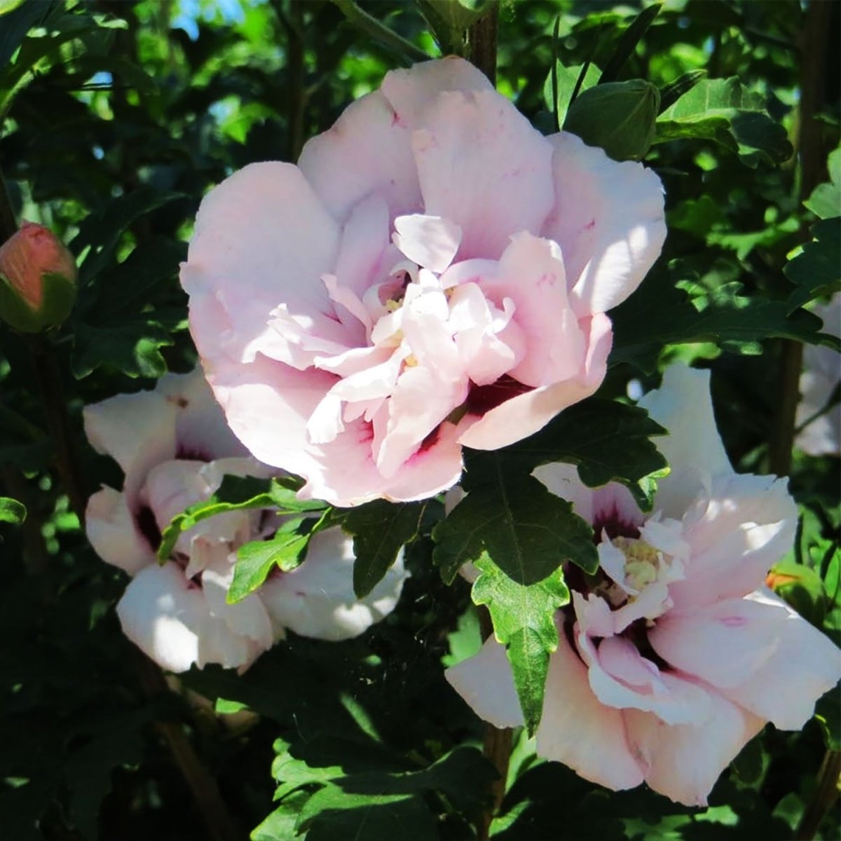 Pulcherrimus Rose of Sharon - LandscapeDirect