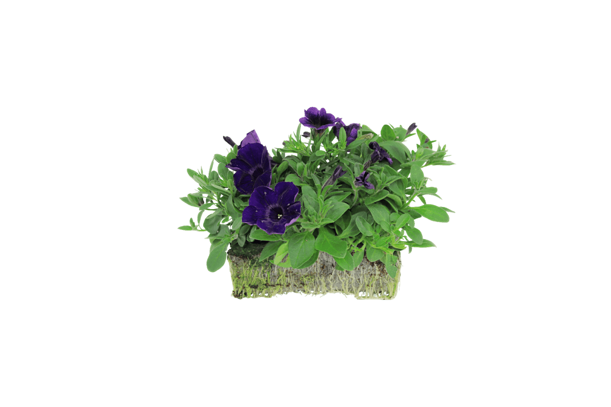 Purple Combo - Super Pack - LandscapeDirect