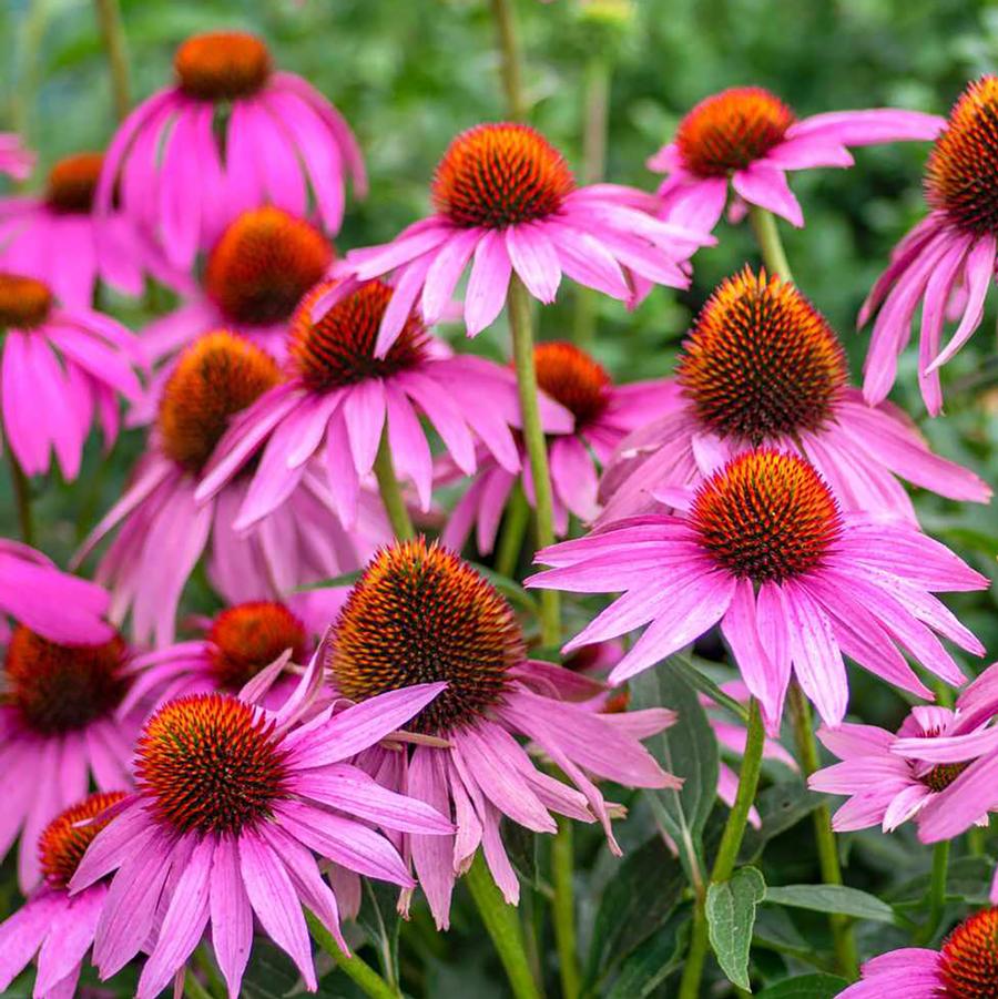 Purple Coneflower - LandscapeDirect